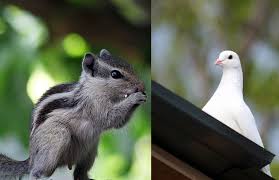 We did not find results for: How To Prevent Bird And Squirrel From Damaging Your Roof Honestroof Com