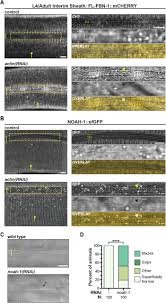 After effects help and inspiration the reddit way. Non Canonical Apical Constriction Shapes Emergent Matrices In C Elegans Biorxiv