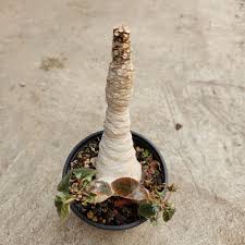 Image result for Dorstenia schliebenii