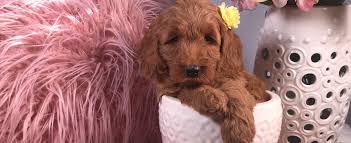We're dedicated to raising the best mini goldendoodle and mini bernedoodle puppies for your family. Mini Goldendoodles And Mini Bernedoodles In Utah By Timber Creek Doodles