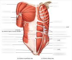 Produce wrist and/or finger flexion. Muscles Of Thorax Abdomen Diagram Quizlet