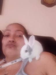 Rehoming 4 litter box trained bunnies to a family with kids