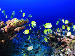 Ocean Heat Waves Are Threatening Marine Life Biodiversity Smart News Smithsonian Magazine Here you can find the best underwater ocean wallpapers uploaded by our community. ocean heat waves are threatening marine