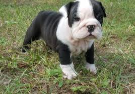 Shrinkbulls breeds for the cutest puppies faces! Miniature English Bulldog Puppies For Sale Houston Tx 259356