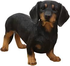 Adorable black and tan dachshund dog, buried under sand on the beach, chill and relaxing on a seashore, on summer vacation. Amazon Com Ebros Adorable Large Lifelike Realistic Black And Tan Dachshund Dog Statue 19 5 Long Schnitzel Sausage Wiener Dog Figurine Pure Pedigree Breed Collectible Decor Of Dogs Puppies Home Kitchen