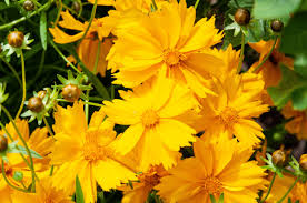 The large flowers will eventually give way to fuzzy, elongated seed… 8 Yellow Wildflowers That Will Make Your Garden Better Dengarden