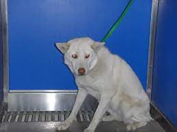 Urgent Call The Shelter Now Don T Wait Dies Wednesday In Wise County Tx Id D0324013 Available 3 28 Pledges Animal Shelter Pet Adoption Decatur Georgia