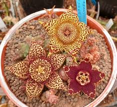 Image result for Tridentea marientalensis