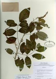 Image result for Ophrestia