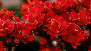 The original christmas cactus was developed by french botanist charles lemaire and named after french horticulture collector, frédéric schlumberger. Season Of Flower