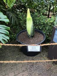 Der botanischen garten zeigt sich im frühling von seiner schönsten seite und ein besuch der tropenhäuser der botanische garten der universität zürich wird von der abteilung für systematische botanik verwaltet und dient der förderung von forschung. Dergartenbau Artikel