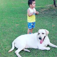 (24 days ago) so if you are in need of a caring pet service you can trust. Wagging Tails Pet Resort Easthampton Ma Petslover