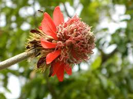 Image result for Erythrina latissima