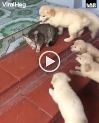 Hello Cat Nice To Meet You Lol Funny Cats Cute Cats Cats
