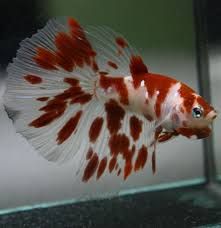 Pretty fish cool fish beautiful fish animals beautiful koi betta betta fish tank fish tanks beta fish halfmoon betta. 500 Beautiful Beta Fish Ideas In 2021 Beta Fish Fish Betta