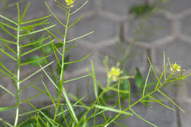 Image result for Sisymbrium orientale