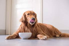 What fiber is good for dogs. Why Fiber Is Important For Your Dog S Health