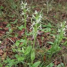 Image result for Habenaria nyikana
