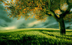 field of green grass desktop wallpapers 1280x800 green grass desktop wallpapers 1280x800