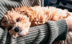 We did not find results for: Teacup Maltipoo 12 Surprising Facts You Should Know
