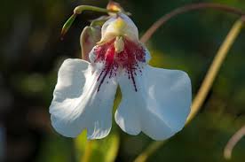 Image result for Impatiens tinctoria