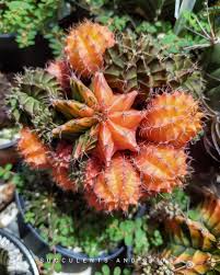 I finally found time to graft my cactus seedlings(l.williamsii,t.pachanoi when cactus seeds germinate, they are easily contaminated by molds and using how long time does it take for a grafted cutting to build alkaloids after being. Grafting Cactus Posty Facebook
