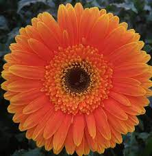 Gerbera Flower Gerbera Gerbera Flower Flowers