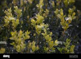 Image result for Buxaceae