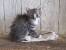 Medium Haired Tabby Kitten