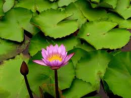 These water lilies are hardy to 30 below zero and will survive winters in any pond as long as the water does not freeze to pot level. Kerala To Host Pink Water Lilies E Festival Times Of India Travel