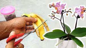 Follow me to discover the secret to successfully beautifying your table of contents. Banana Peel Best Fertilizer For Orchids To Bloom Iknow Youtube