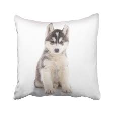 @imnotfatimalilbithusky 🐶life is better with a husky. Bpbop Black Adorable Cute Siberian Husky Puppy Sitting On White Brown Animal Baby Canine Dog Eye Pillowcase Pillow Cover 18x18 Inches Walmart Com Walmart Com