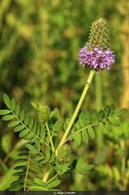 Image result for Scleria foliosa