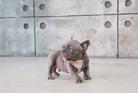 Teacup pups was founded in 1984 by an animal lover and dog trainer. Fetty Blue Tiny French Bulldog