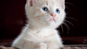Declawing your cat is not a solution to scratching problems. New York Could Be The First State To Ban The Declawing Of Cats