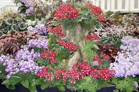 Image result for Streptocarpus goetzei