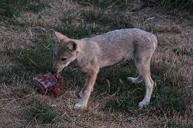 C'est le loup qui trinque ! Jeune Loup De Cette Annee Picture Of Les Loups Du Gevaudan Saint Leger De Peyre Tripadvisor