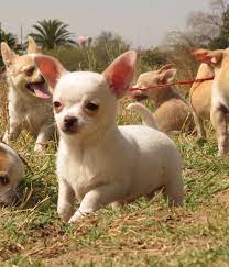 Pin On Perros Raza Chihuahueno