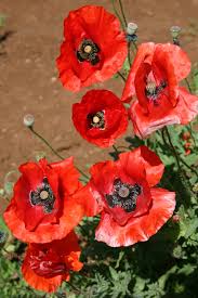 Image result for Poppy Red 1995 AAV