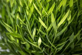 Image result for Pogonatherum paniceum