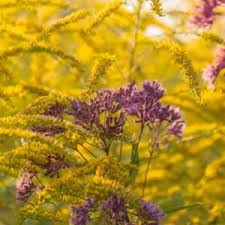 Image result for Ageratinastrum