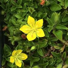 Image result for Lysimachia