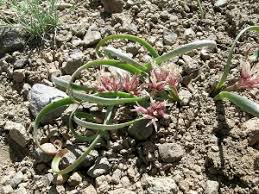 Image result for Dipcadi rigidifolium