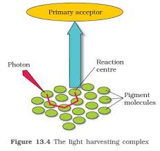 ncert class xi biology chapter 13 photosynthesis in