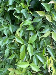 Image result for Dolichandra unguis-cati