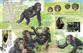We did not find results for: Chimps Love Babies Nwf Ranger Rick