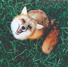 與世界上最快樂的小狐狸生活在一起，再不開心都會被治癒- iFuun