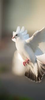 Bird A La Mode Reddit 2020 White Dove Bird Flight 1125x2436 Wallpaper Bird Photography Bird Wallpaper Dove Pictures