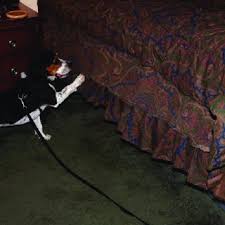 Bopm provides unique and unmatched pest control solutions to the entire new york area. Pdf Pest Management Strategies For Bed Bugs Hemiptera Cimicidae In Multiunit Housing A Literature Review On Field Studies