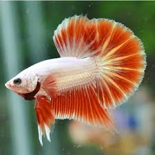Ikan cupang terdiri dari ikan cupang hias hingga ikan cupang aduan. This Little Halfmoon Tail Dragon Betta Fish Look So Excelent Ikan Cupang Ikan
